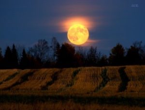 harvest-moon