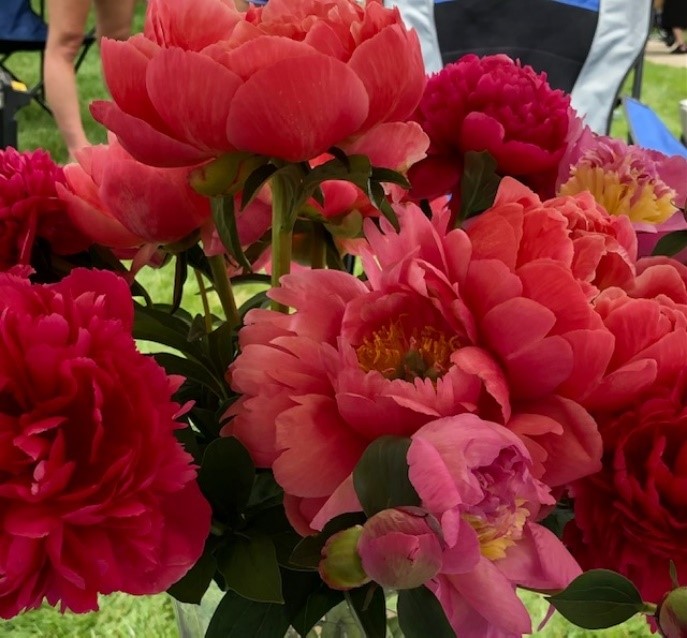 Enjoying the Indiana Peony Festival and a “Peony Pie” People, Places